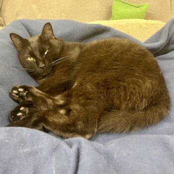 Alice -  Domestic Short Hair Cat for Adoption in Mt. Juliet, Tennessee - Alice | PetCurious