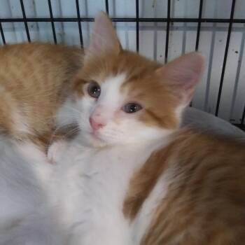Harry -  Domestic Medium Hair Cat for Adoption in PORT WENTWRTH, Georgia - Harry | PetCurious