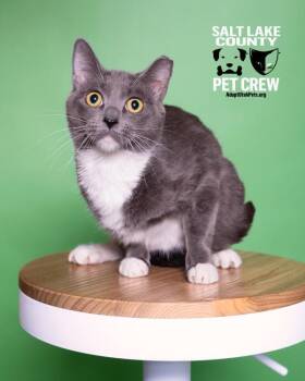 Domestic Short Hair Cats Available for Adoption - *Louise* | PetCurious