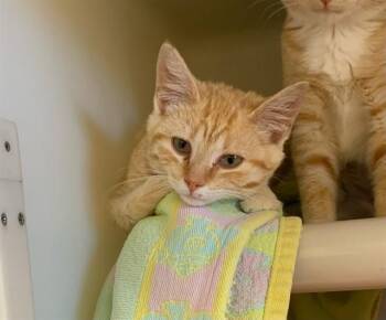 JANET -  Domestic Short Hair Cat for Adoption in Salinas, California - JANET | PetCurious