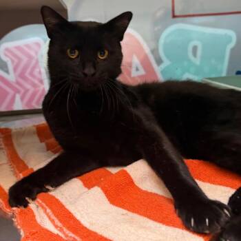 Newton -  Domestic Short Hair Cat for Adoption in Midland, Texas - Newton | PetCurious