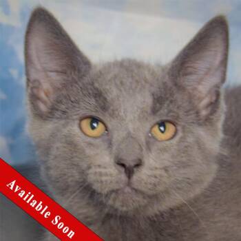 Courage -  Russian Blue and Domestic Short Hair Cat for Adoption in Huntley, Illinois - Courage | PetCurious