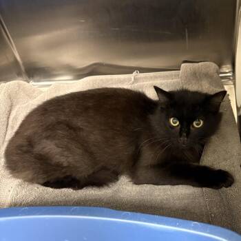 Batman -  Domestic Medium Hair Cat Available for Adoption in Charleston, South Carolina - Batman | PetCurious