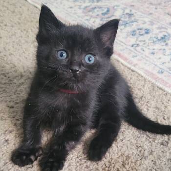 Scrambled Eggs (Red) -  Domestic Short Hair Cat for Adoption in Keizer, Oregon - Scrambled Eggs (Red) | PetCurious
