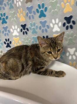 Domestic Short Hair Cats Available for Adoption - Junie | PetCurious