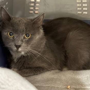 Gato -  Domestic Short Hair Cat for Adoption in Salt Lake City, Utah - Gato | PetCurious