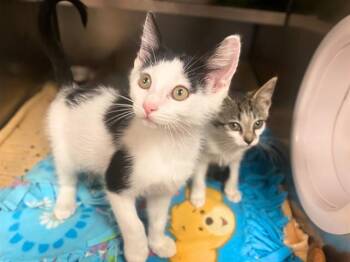 NASH -  Domestic Short Hair Cat for Adoption in Fort Wayne, Indiana - NASH | PetCurious