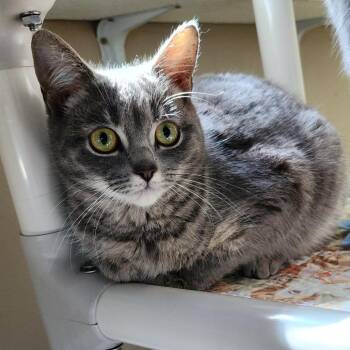 Sicily -  American Shorthair Cat for Adoption in Columbus, North Carolina - Sicily | PetCurious