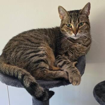 Elsbeth -  Domestic Short Hair Cat for Adoption in Bristol, Indiana - Elsbeth | PetCurious