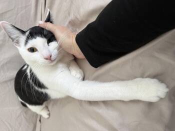 Panda -  Domestic Short Hair Cat for Adoption in Mayfield, New York - Panda | PetCurious
