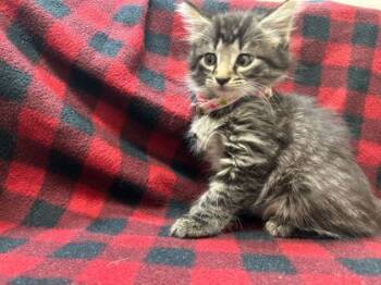 Rescue Domestic Medium Hair and Domestic Short Hair Cats for Adoption in Gray, Louisiana - Noel | PetCurious