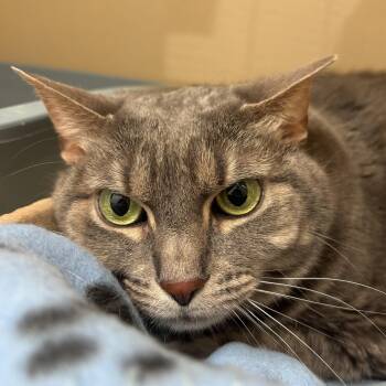 Hulu -  Domestic Short Hair Cat for Adoption in Evanston, Illinois - Hulu | PetCurious