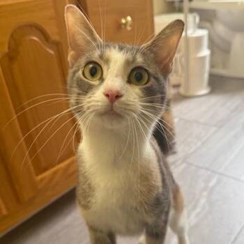 Rainbow -  Domestic Short Hair Cat for Adoption in Lynchburg, Virginia - Rainbow | PetCurious