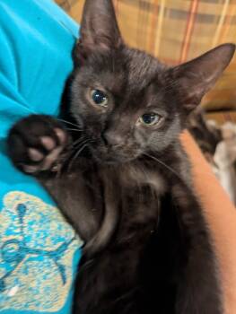 Rescue Domestic Short Hair Cats for Adoption in Plymouth, Michigan - Benson | PetCurious