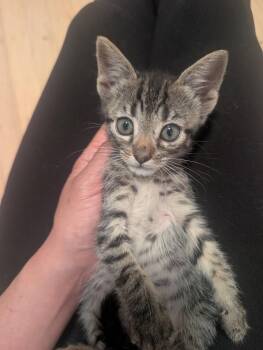 New York Super Fudge Chunk -  Domestic Short Hair and American Shorthair Cat for Adoption in Pacifica, California - New York Super Fudge Chunk | PetCurious