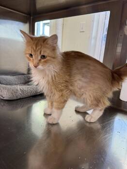 Domestic Long Hair Cats Available for Adoption in Austin, Minnesota - Lucy | PetCurious