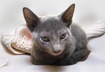 AEMOND -  Domestic Short Hair Cat for Adoption in Fort Lauderdale, Florida - AEMOND | PetCurious