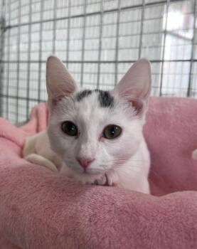 Madison -  Domestic Short Hair Cat for Adoption in Mcpherson, Kansas - Madison | PetCurious