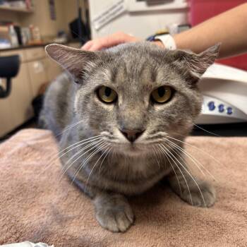 Freddy Purrcury - Cuddly Couch Potato -  Domestic Short Hair Cat for Adoption in Flagstaff, Arizona - Freddy Purrcury - Cuddly Couch Potato | PetCurious