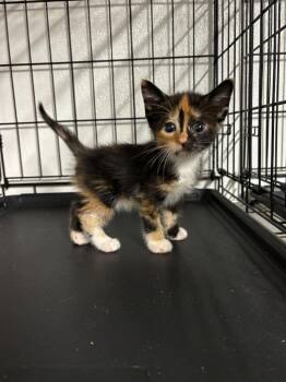 Smudge -  Domestic Short Hair Cat for Adoption in Metter, Georgia - Smudge | PetCurious