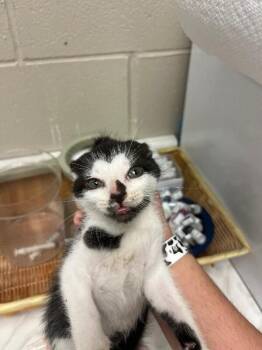 Domestic Short Hair Cats Available for Adoption - Spot | PetCurious
