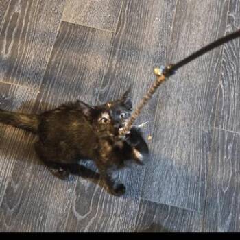 Domestic Short Hair Cats Available for Adoption in Liverpool, Texas - Spot | PetCurious