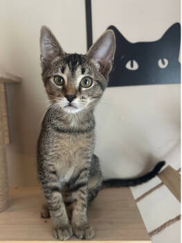 Rescue Domestic Short Hair Cats for Adoption in West Palm Beach, Florida - Abigail | PetCurious