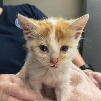 Fredrick -  Domestic Medium Hair Cat for Adoption in Newark, New Jersey - Fredrick | PetCurious