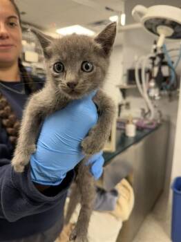 FALCON -  Domestic Short Hair Cat for Adoption in Tallahassee, Florida - FALCON | PetCurious