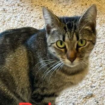 Rescue Domestic Short Hair Cats for Adoption in Garfield, Arkansas - Rui | PetCurious