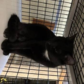 McKinnon -  Domestic Short Hair Cat for Adoption in Braintree, Massachusetts - McKinnon | PetCurious