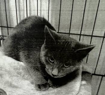 Gary -  Domestic Short Hair Cat for Adoption in New Windsor, New York - Gary | PetCurious