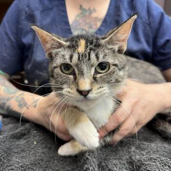 Calypso -  Domestic Short Hair Cat for Adoption in Madison, Wisconsin - Calypso | PetCurious