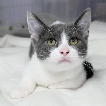 Dior (light pink/salmon collar) -  Domestic Short Hair Cat for Adoption in Michigan City, Indiana - Dior (light Pink/salmon Collar) | PetCurious