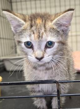 Rescue Domestic Short Hair Cats for Adoption in Anderson, Indiana - Moana | PetCurious