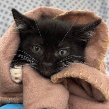 Gorgonzola -  Domestic Short Hair Cat for Adoption in West Palm Beach, Florida - Gorgonzola | PetCurious