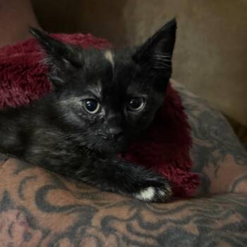 Dani -  Domestic Short Hair Cat for Adoption in Lancaster, Ohio - Dani | PetCurious
