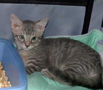 Rescue Domestic Short Hair Cats for Adoption in Jacksonville, Florida - Buttons =^.^= | PetCurious