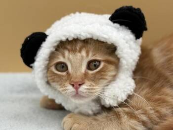 Cheddar Bay -  Domestic Long Hair Cat for Adoption in Portland, Oregon - Cheddar Bay | PetCurious