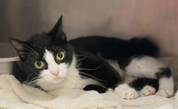 Lucky -  Domestic Short Hair Cat for Adoption in Burgaw, North Carolina - Lucky | PetCurious