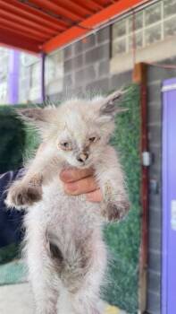 61126629 -  Domestic Short Hair Cat for Adoption in El Paso, Texas - 61126629 | PetCurious