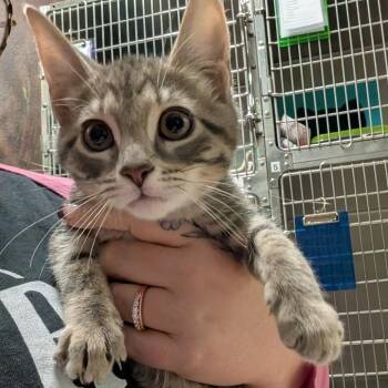 Domestic Short Hair Cats Available for Adoption - Flounder | PetCurious