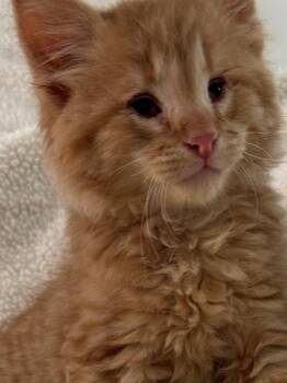 Maine Coon and Domestic Medium Hair Cats Available for Adoption in Nashville, Tennessee - CrackerJack | PetCurious