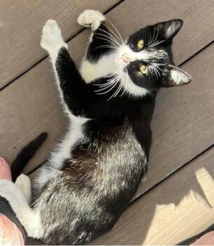 Rescue Tuxedo and Domestic Short Hair Cats for Adoption in San Jose, California - Ozzy | PetCurious