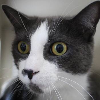 Little Man -  Domestic Short Hair Cat for Adoption in Gloucester, Virginia - Little Man | PetCurious