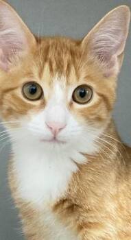 Islington -  Domestic Short Hair Cat for Adoption in Dayton, Minnesota - Islington | PetCurious