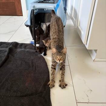 The Secrets We Kept C11829 -  Domestic Short Hair Cat for Adoption - The Secrets We Kept C11829 | PetCurious