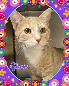 Domestic Short Hair Cats Available for Adoption - Gizmo | PetCurious