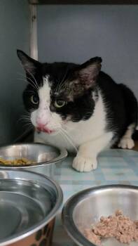 Domestic Short Hair Cats Available for Adoption - Biggie Cheese | PetCurious