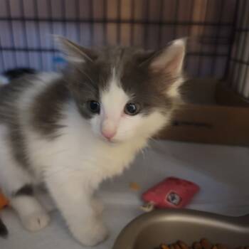 Rescue Domestic Medium Hair Cats for Adoption in Reisterstown, Maryland - Rotilli (with Sibbling Or Buddy) | PetCurious